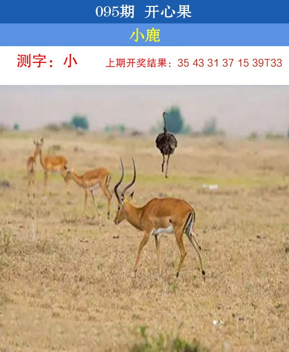 2025095期开心果