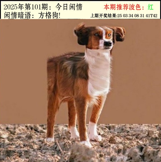 2025101期今日闲情2